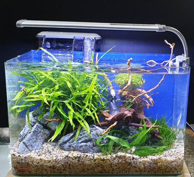 天然之美-MR.AQUA名人水族第一屆小資缸趣味造景人氣票選比賽活動