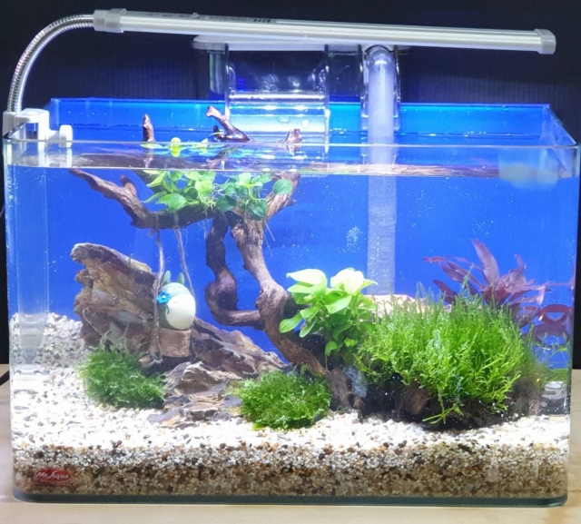 童趣-MR.AQUA名人水族第一屆小資缸趣味造景人氣票選比賽活動