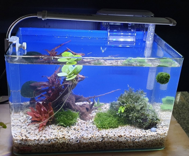 秋意-MR.AQUA名人水族第一屆小資缸趣味造景人氣票選比賽活動