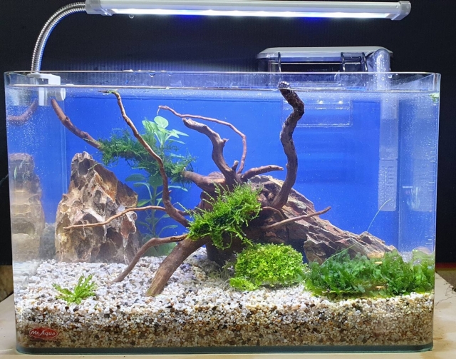 慢活-MR.AQUA名人水族第一屆小資缸趣味造景人氣票選比賽活動