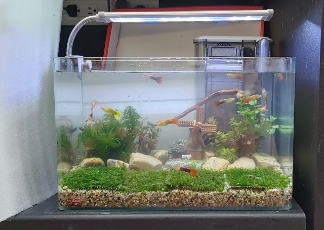 簡單生活-MR.AQUA名人水族第一屆小資缸趣味造景人氣票選比賽活動