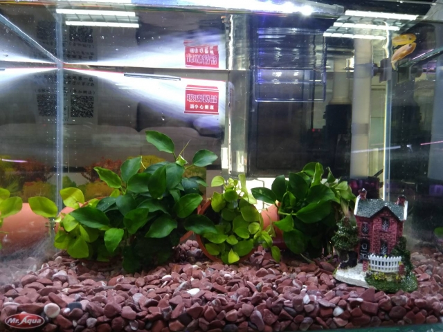 後山-MR.AQUA名人水族第一屆小資缸趣味造景人氣票選比賽活動