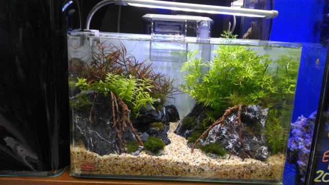 四季水漾-MR.AQUA名人水族第一屆小資缸趣味造景人氣票選比賽活動