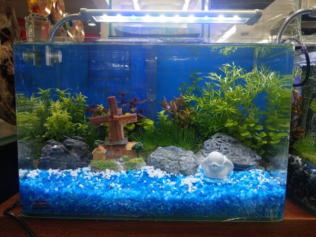 海豚灣-MR.AQUA名人水族第一屆小資缸趣味造景人氣票選比賽活動