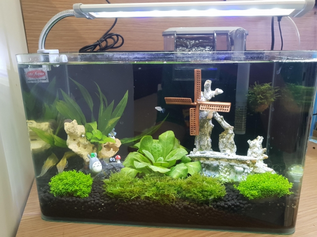 無題-MR.AQUA名人水族第一屆小資缸趣味造景人氣票選比賽活動