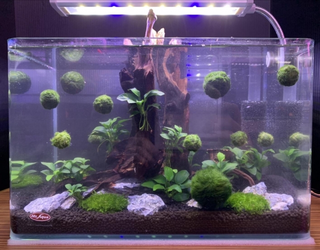 幻想森呼吸-MR.AQUA名人水族第一屆小資缸趣味造景人氣票選比賽活動
