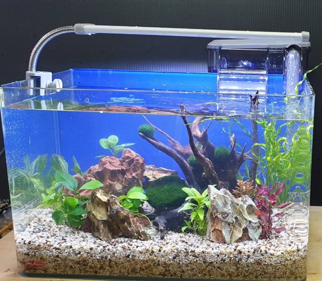 休閒的步調-MR.AQUA名人水族第一屆小資缸趣味造景人氣票選比賽活動