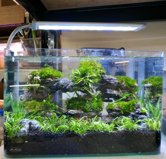 江南才峻-MR.AQUA名人水族第一屆小資缸趣味造景人氣票選比賽活動