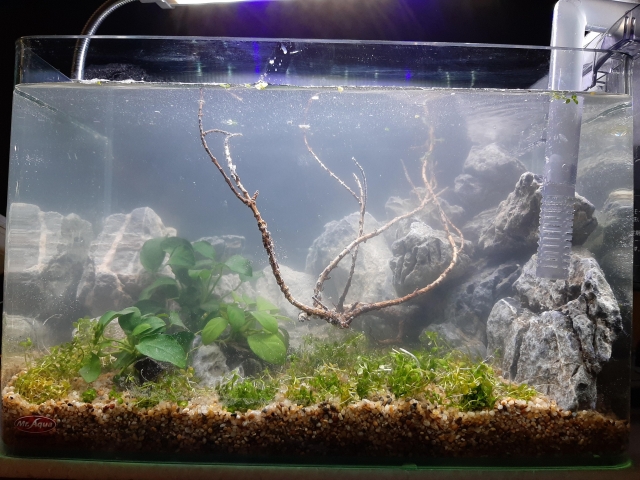 懸-MR.AQUA名人水族第一屆小資缸趣味造景人氣票選比賽活動