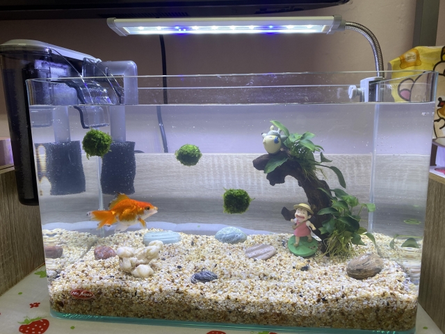 新魚缸❤️-MR.AQUA名人水族第一屆小資缸趣味造景人氣票選比賽活動