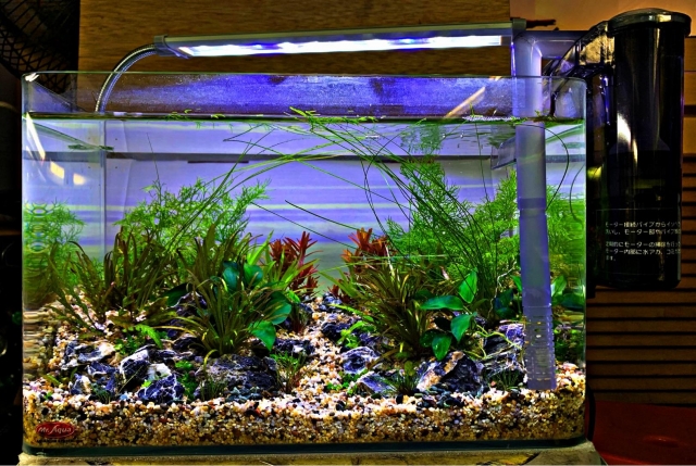 小徑-MR.AQUA名人水族第一屆小資缸趣味造景人氣票選比賽活動