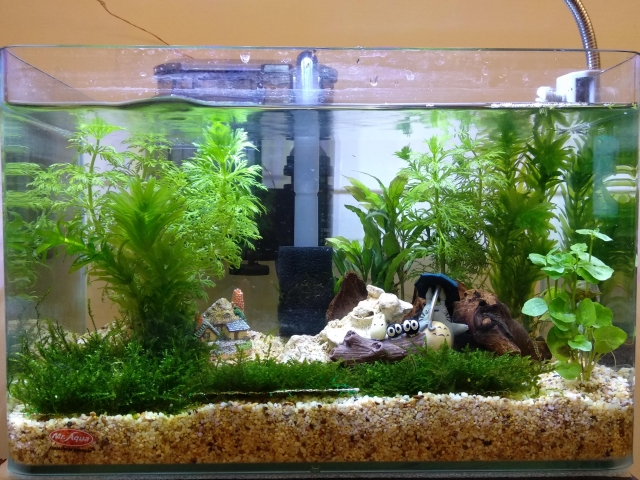 尋找龍貓的秘密花園-MR.AQUA名人水族第一屆小資缸趣味造景人氣票選比賽活動
