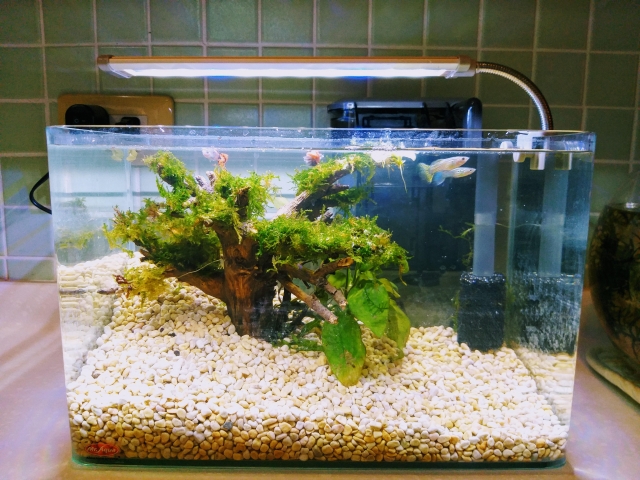 松-MR.AQUA名人水族第一屆小資缸趣味造景人氣票選比賽活動