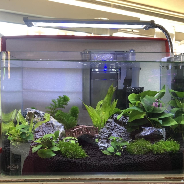 忘憂谷-MR.AQUA名人水族第一屆小資缸趣味造景人氣票選比賽活動