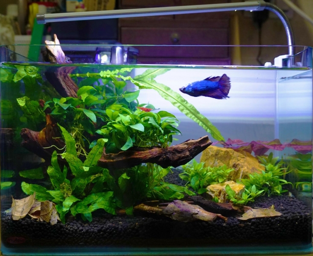  R.G.B-MR.AQUA名人水族第一屆小資缸趣味造景人氣票選比賽活動