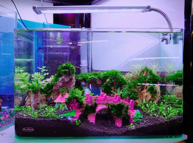 夢境-MR.AQUA名人水族第一屆小資缸趣味造景人氣票選比賽活動