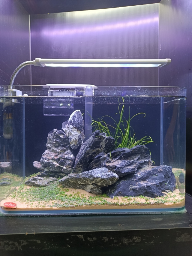 想像山丘-MR.AQUA名人水族第一屆小資缸趣味造景人氣票選比賽活動