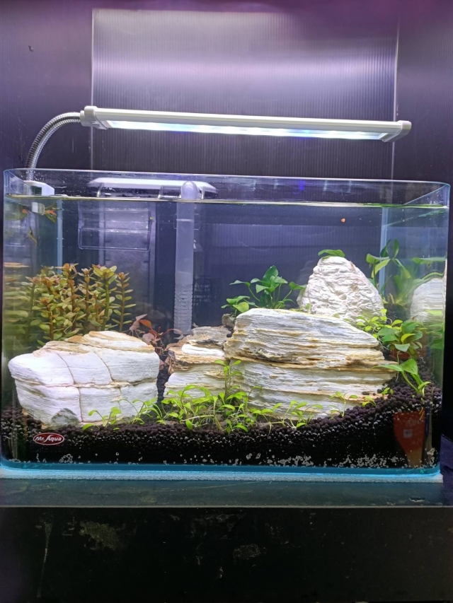 石在簡單-MR.AQUA名人水族第一屆小資缸趣味造景人氣票選比賽活動