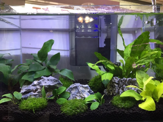 自然美-MR.AQUA名人水族第一屆小資缸趣味造景人氣票選比賽活動