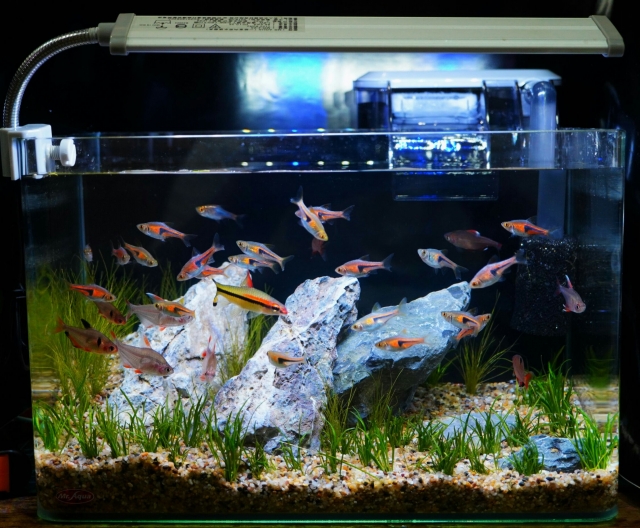 靜謐之弟-MR.AQUA名人水族第一屆小資缸趣味造景人氣票選比賽活動