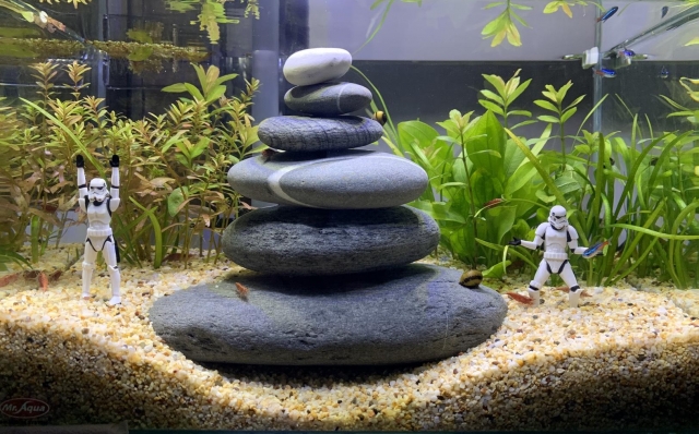 星際大戰？-MR.AQUA名人水族第一屆小資缸趣味造景人氣票選比賽活動
