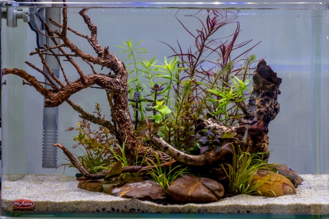 三分之一搖籃曲-MR.AQUA名人水族第一屆小資缸趣味造景人氣票選比賽活動