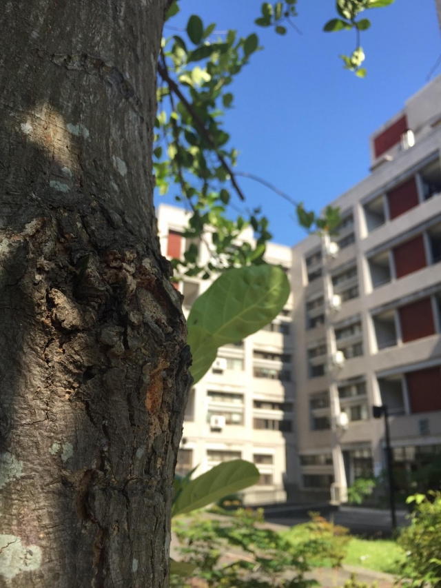 夏日-夏日陽光季-宿舍生活點滴照片徵選-宿舍景觀