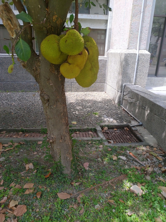 波羅蜜-夏日陽光季-宿舍生活點滴照片徵選-宿舍景觀