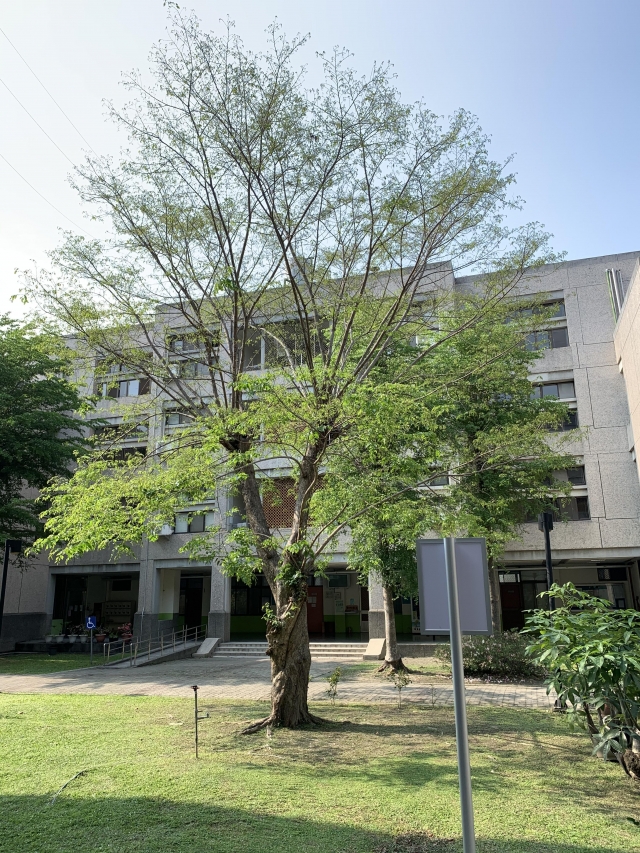 樹-夏日陽光季-宿舍生活點滴照片徵選-宿舍景觀