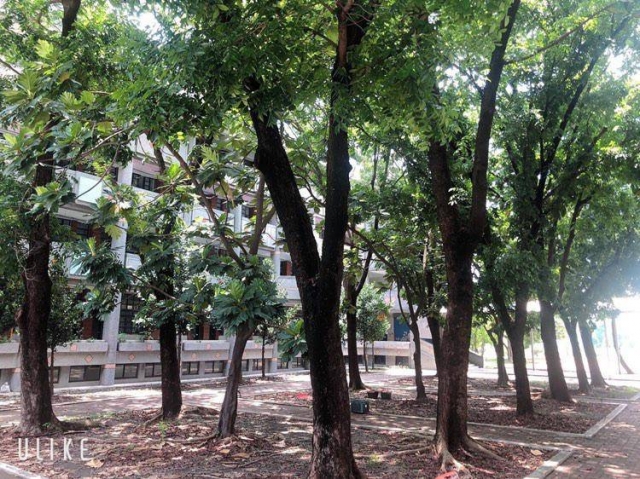桃花心木-國中組│我的校園我驕傲 • 一張照片行銷校園
