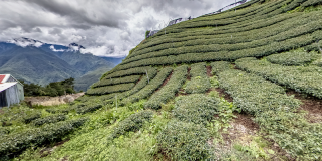 德拉戶梨山茶園-參山原好物票選活動