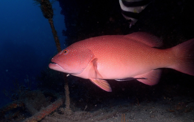 紅條石斑魚-2020基隆潮境海灣節｜潮生態｜海底影像票選