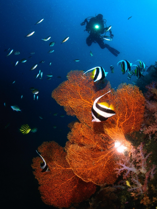 巨大珊瑚-2020基隆潮境海灣節｜潮生態｜海底影像票選