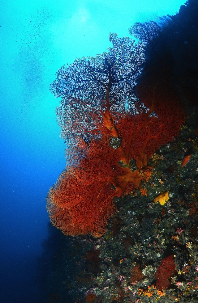 海扇-2020基隆潮境海灣節｜潮生態｜海底影像票選