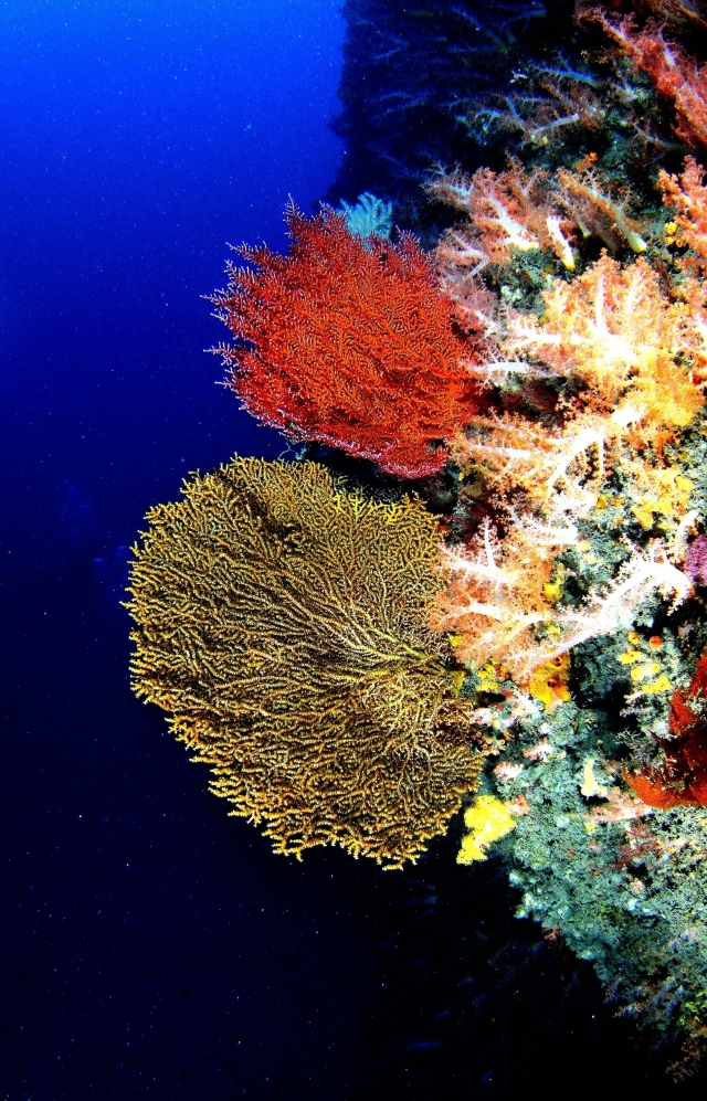 秘密花園現場景觀 -2020基隆潮境海灣節｜潮生態｜海底影像票選