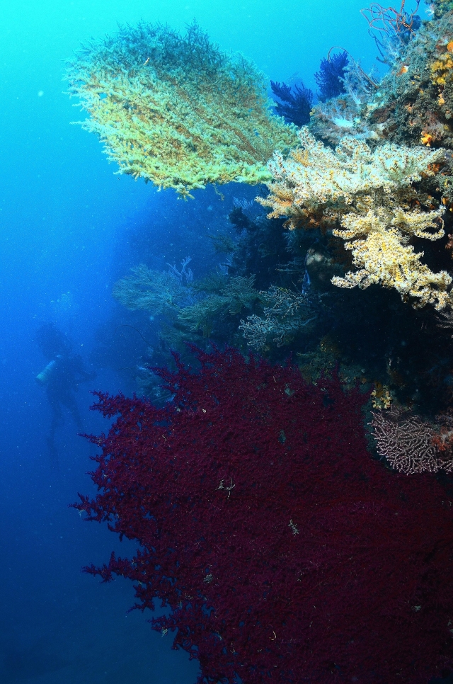 秘密花園現場之美-2020基隆潮境海灣節｜潮生態｜海底影像票選