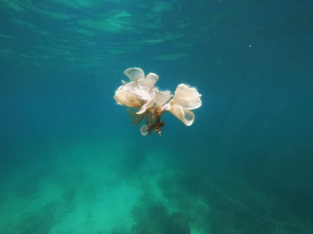 隨波逐流-菊島海漾水下攝影比賽