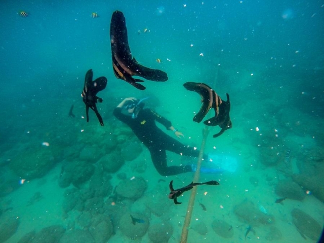 燕魚與浮潛員-菊島海漾水下攝影比賽