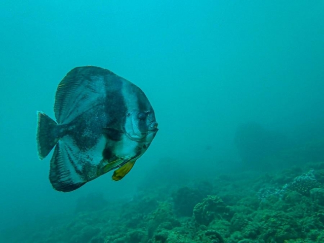燕魚-菊島海漾水下攝影比賽