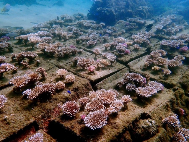 珊瑚造林計劃-菊島海漾水下攝影比賽
