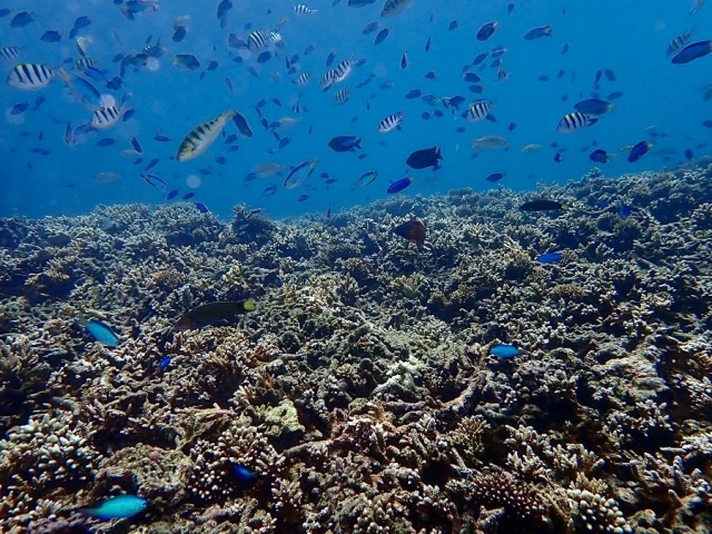 杭灣海洋生態花園-菊島海漾水下攝影比賽