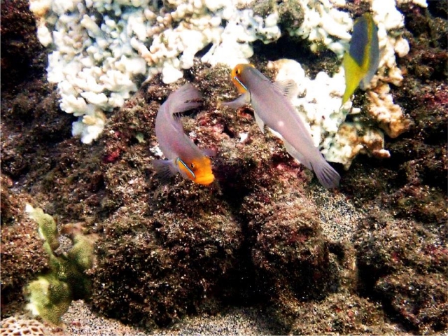 夫妻魚-菊島海漾水下攝影比賽