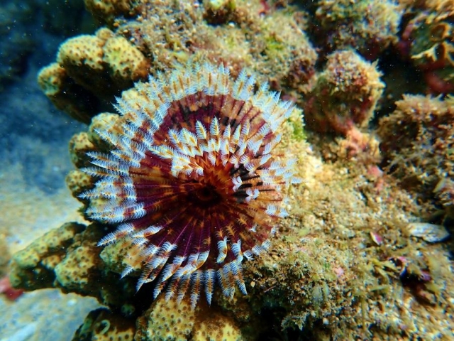 獨秀-菊島海漾水下攝影比賽