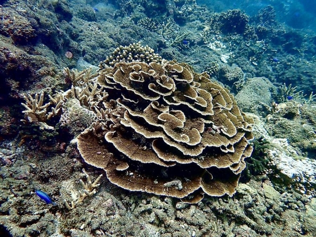 珊瑚礁-菊島海漾水下攝影比賽