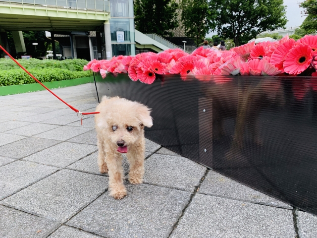 享受養老生活的小瓦斯桶900138000479725-金生今生-新北市模範飼主票選活動