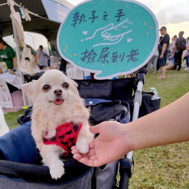 長毛吉娃兒＊Febby小豬比-000001580009810-金生今生-新北市模範飼主票選活動