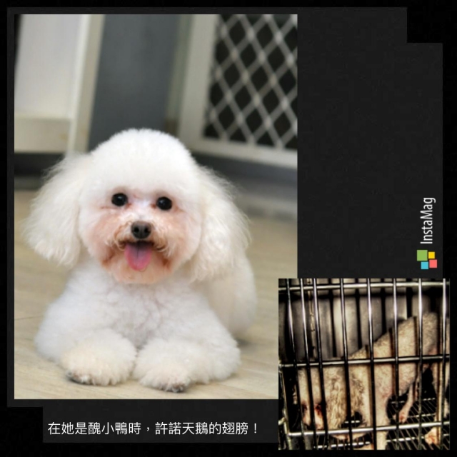 渣渣～受虐犬到狗醫生，我們一起成長！～晶片號碼900042000223077-金生今生-新北市模範飼主票選活動