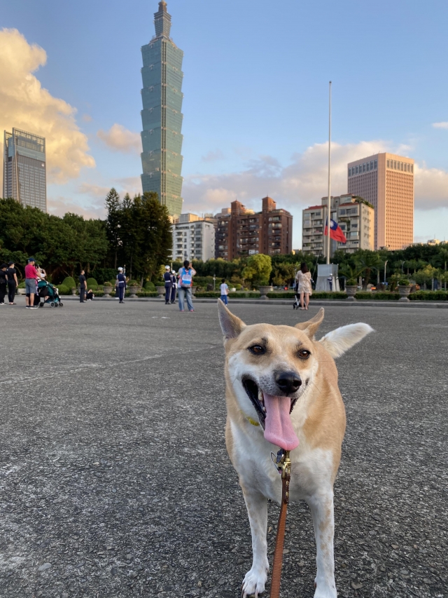 福福來了!! (晶片:900138000951089)-金生今生-新北市模範飼主票選活動