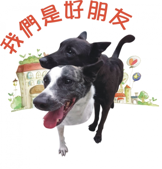 重陽國小～小花＆喵喵-新北市109年校園犬貓影片網路票選活動