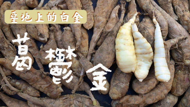 堊地上的白金-葛鬱金-話我家鄉微電影競賽
